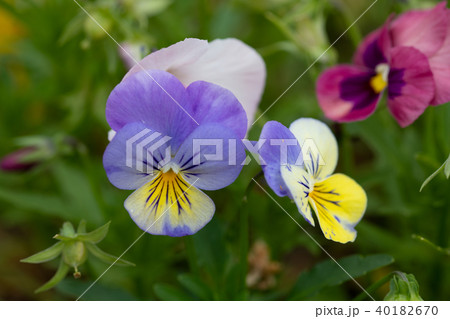 黄色と紫のパンジーのアップの写真素材