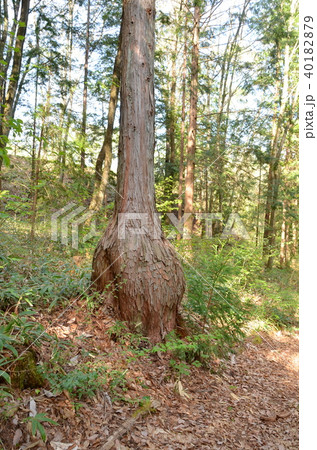 ヒノキのとっくり病 ヒノキのとっくり病 40182879