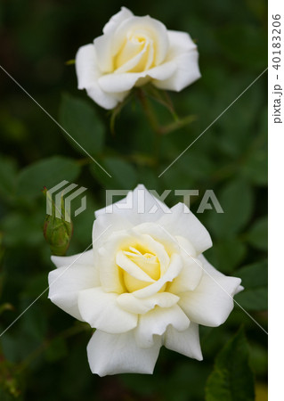 白いミニバラの花のアップの写真素材 4016