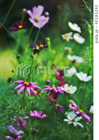 ピンクコスモス（Pink Cosmos） 40183242