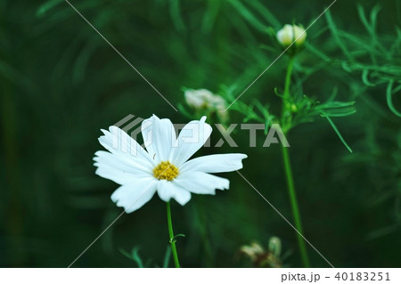 白いコスモス(White Cosmos) 白いコスモス(White Cosmos) 40183251
