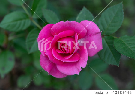 濃いピンク色のミニバラの花のアップの写真素材