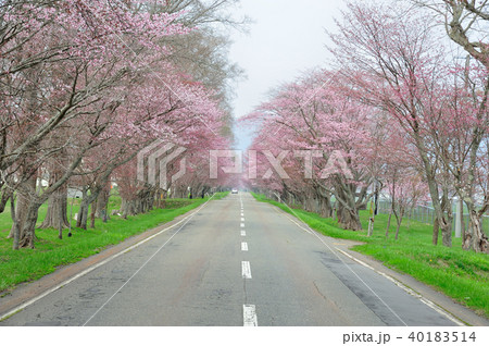 桜並木 浦河町 桜並木 浦河町 40183514