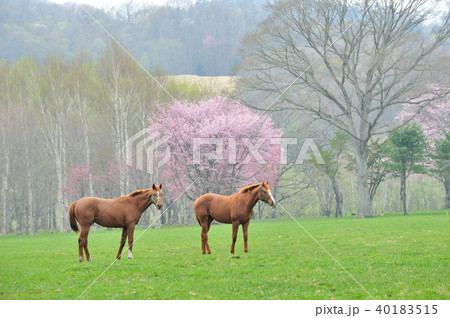 馬と桜の写真素材