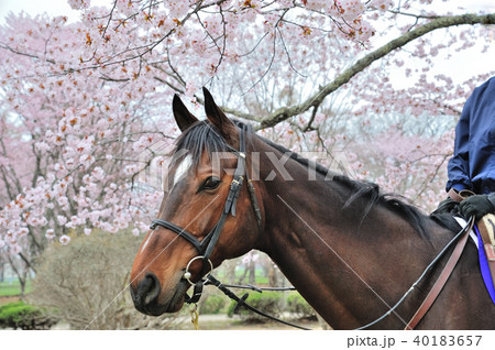 馬と桜 馬と桜 40183657