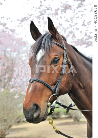 馬と桜 馬と桜 40183659