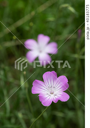 ピンク色のアグロステンマの花のアップ ピンク色のアグロステンマの花のアップ 40183775