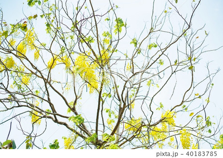 タイ王国の国花「ゴールデンシャワー／Golden Shower」 40183785