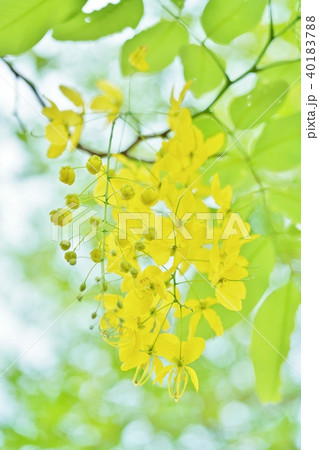 タイ王国の国花「ゴールデンシャワー/Golden Shower」 タイ王国の国花「ゴールデンシャワー/Golden Shower」 40183788
