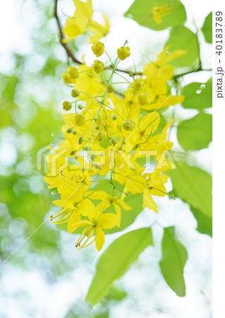タイの国花「ゴールデンシャワー」(Thai Flower: Golden Shower) タイの国花「ゴールデンシャワー」(Thai Flower: Golden Shower) 40183789