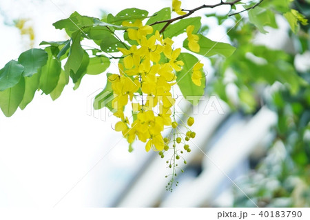 Thai National Flower: Golden Shower（ゴールデンシャワー） 40183790