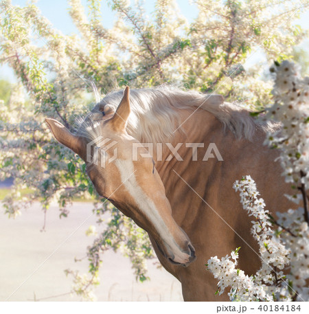 Portrait of palomino horse on the orchard Portrait of palomino horse on the orchard 40184184