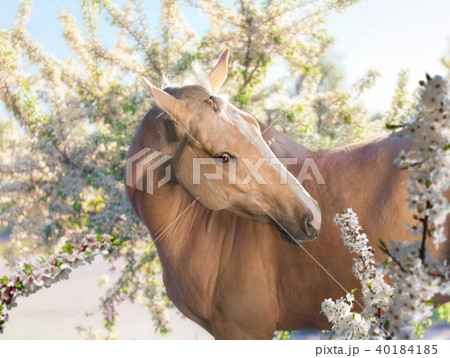 Portrait of palomino horse on the orchard  40184185