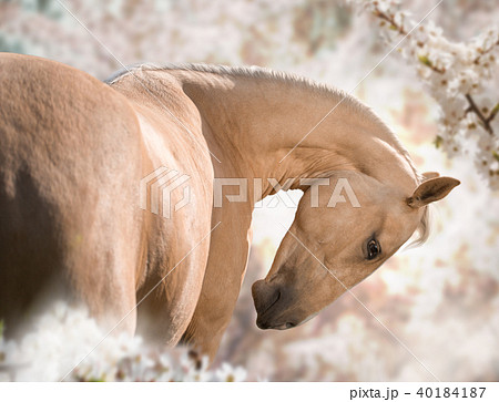 Portrait of palomino horse on the orchard Portrait of palomino horse on the orchard 40184187