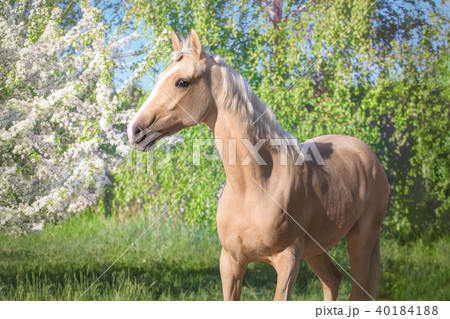 Portrait of palomino horse on the orchard  40184188