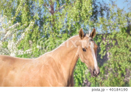 Portrait of palomino horse on the orchard  40184190