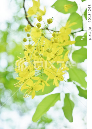 タイの国花 ゴールデンシャワー Thai Flower Golden Shower の写真素材