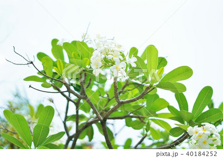National flower of Laos, Plumeria 40184252