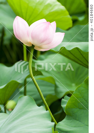 茎が曲がったハスの花 茎が曲がったハスの花 40184660