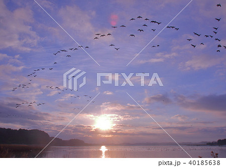 伊豆沼の朝 40185638