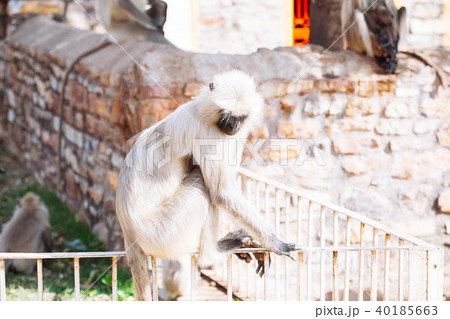 Gray langurs monkey. India Gray langurs monkey. India 40185663