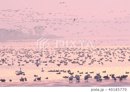 伊豆沼の朝 伊豆沼の朝 40185770