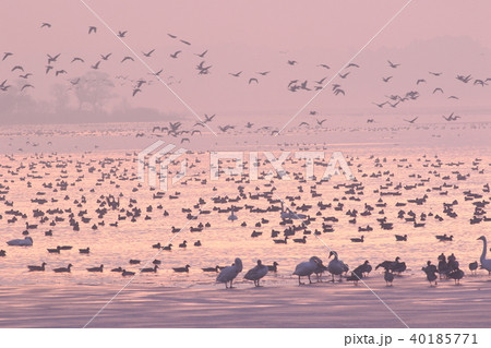 伊豆沼の朝 伊豆沼の朝 40185771