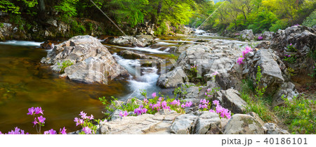 ツツジ 智異山 ダルグン谷 40186101