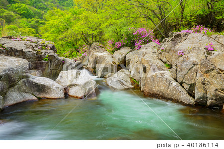 ツツジ 智異山 ダルグン谷 40186114