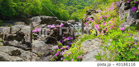 ツツジ 智異山 ダルグン谷 40186116