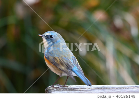 薬師池公園の野鳥 40186149