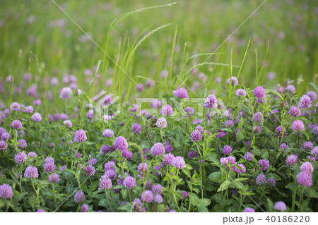 アカツメグサ アカツメグサ 40186220