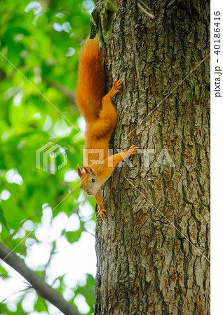 Squirrel redhead on a tree in summer. Squirrel redhead on a tree in summer. 40186416