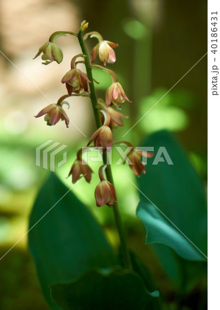 エビネラン エビネラン 40186431