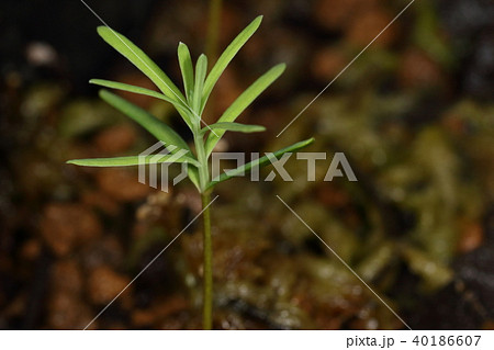 自然 植物 メタセコイア 三月半ばに発芽した実生 ひと月ほどで沢山の本葉が生えてきましたの写真素材