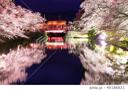 松が岬公園の桜 松が岬公園の桜 40186621