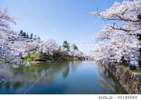 松が岬公園の桜 40186660