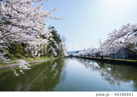 松が岬公園の桜 40186661