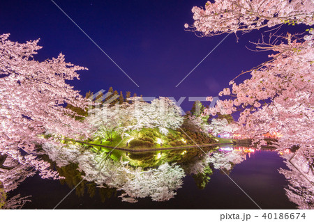 松が岬公園の桜 40186674