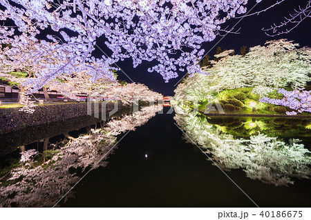 松が岬公園の桜 松が岬公園の桜 40186675