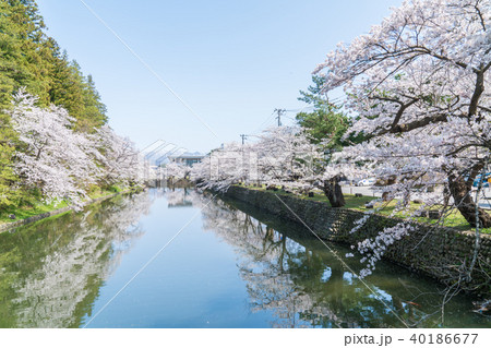 松が岬公園の桜 松が岬公園の桜 40186677