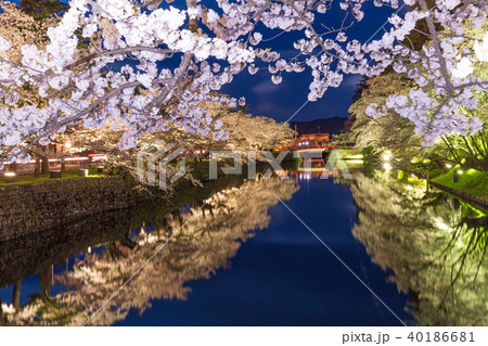 松が岬公園の桜 松が岬公園の桜 40186681