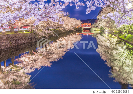 松が岬公園の桜 40186682
