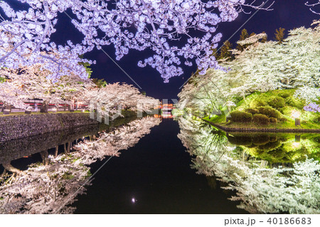 松が岬公園の桜の写真素材