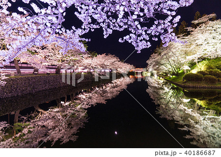 松が岬公園の桜 松が岬公園の桜 40186687