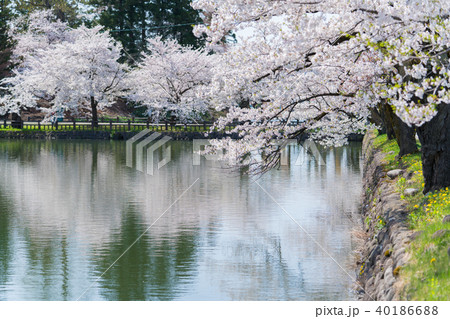 松が岬公園の桜 松が岬公園の桜 40186688