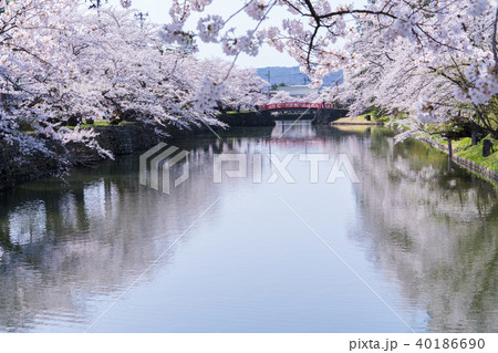 松が岬公園の桜の写真素材