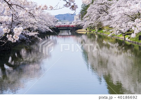 松が岬公園の桜 40186692