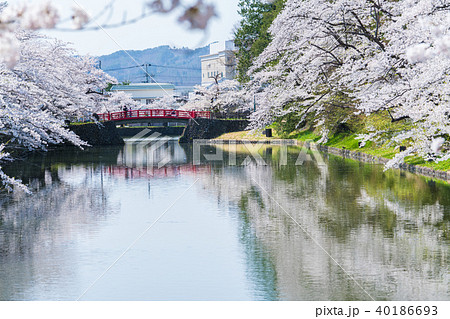 松が岬公園の桜 松が岬公園の桜 40186693