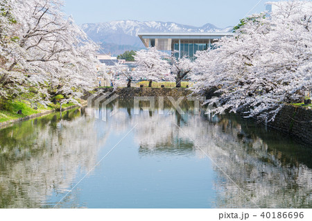 松が岬公園の桜 松が岬公園の桜 40186696